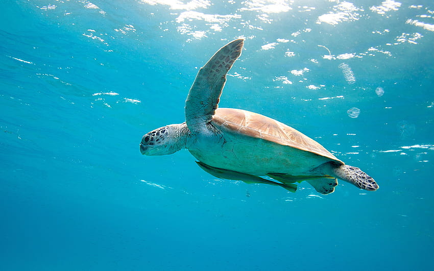 Turtle Paradise 4K - Amazing Underwater World With Ocean Sound - YouTube