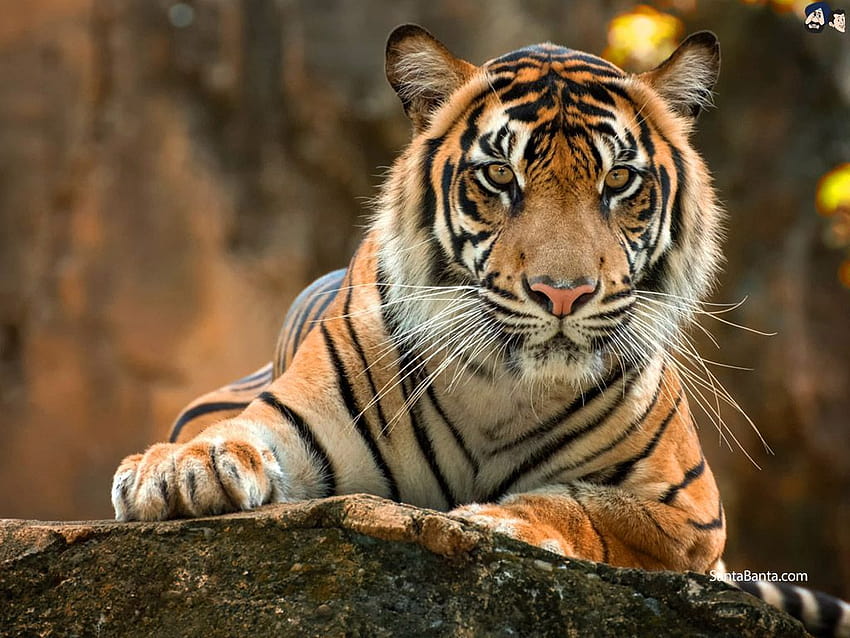 Tigres, tigre de bengala real papel de parede HD