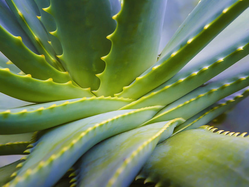 7 Beneficios del Gel de Aloe Vera fondo de pantalla