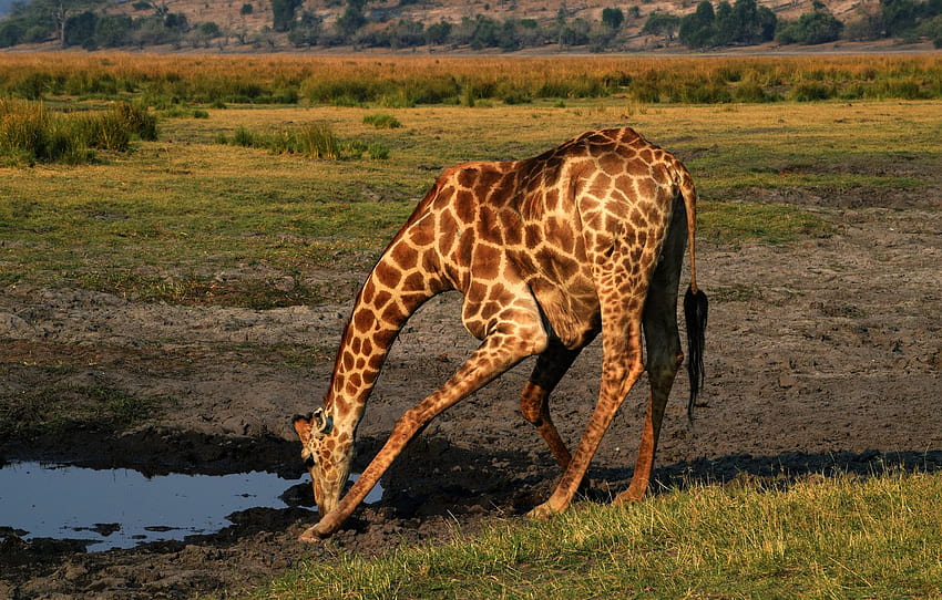 acqua, posa, sete, calore, pozzanghera, giraffa, Savannah, Africa, bevanda, fauna selvatica, calore , sezione животные, giraffe drinking Sfondo HD