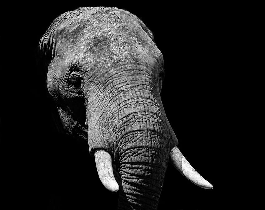 Elephant : [50 HQ], elephant logo HD wallpaper