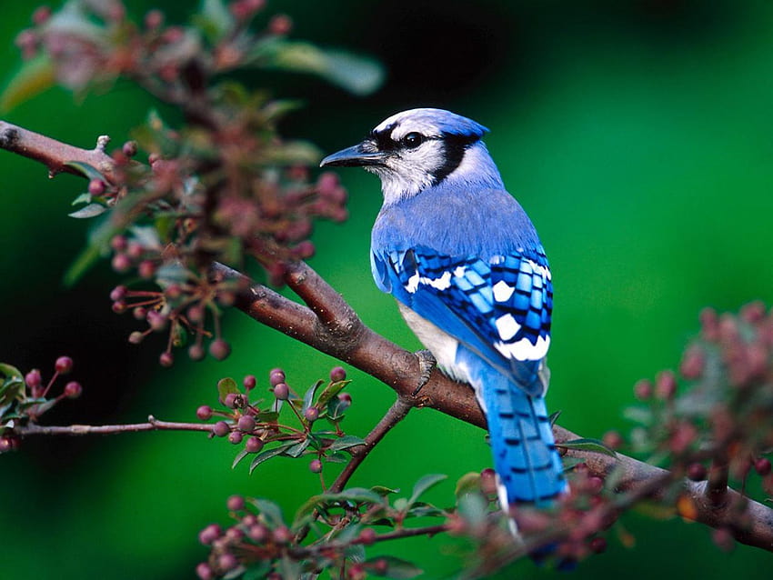 Blauhäher-Vogel HD-Hintergrundbild