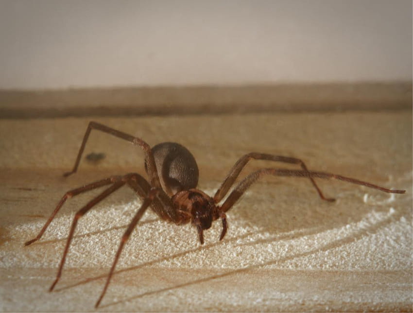 Brown recluse spider bite: Appearance, symptoms, and home treatments HD wallpaper