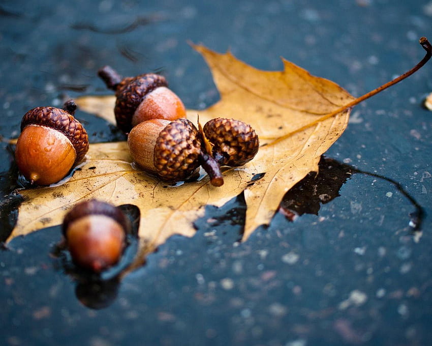 Autumn Leaf and Acorns in the Rain, autumn oak leaves on the river HD wallpaper