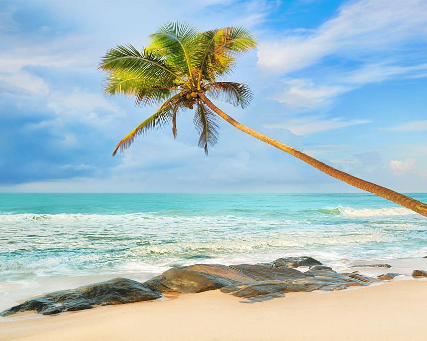 1280x1024 Nature, Arecales, Ocean, Sky, Palm, palm tree and ocean HD wallpaper