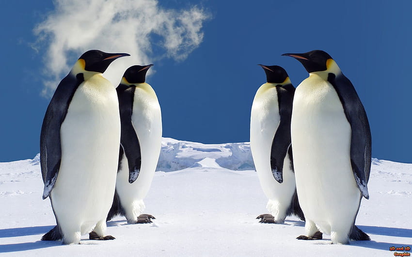 สัตว์ฤดูหนาวเพนกวินน่ารักเพนกวินบนน้ำแข็ง วอลล์เปเปอร์ HD