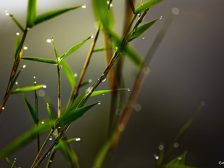 spray, Leaves, Morning, Dew grass, Macro, Bamboo, morning dew drops grass HD wallpaper