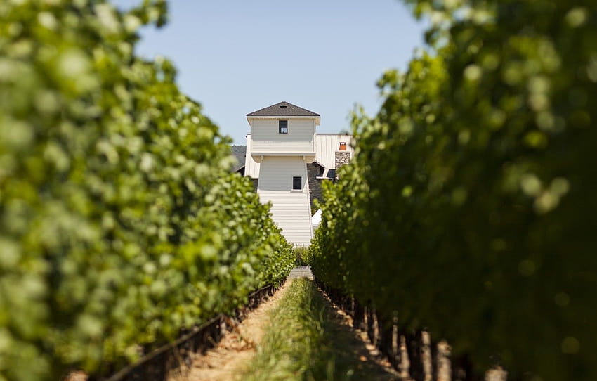 tower, wine, vineyards, vitis vinifera, Silver Oak, Napa Valley , section пейзажи HD wallpaper