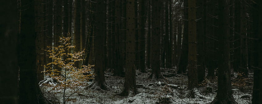 2560x1024 森, 暗い, 針葉樹, 木, 冬のウルトラワイド モニターの背景, 冬の森の暗い 高画質の壁紙