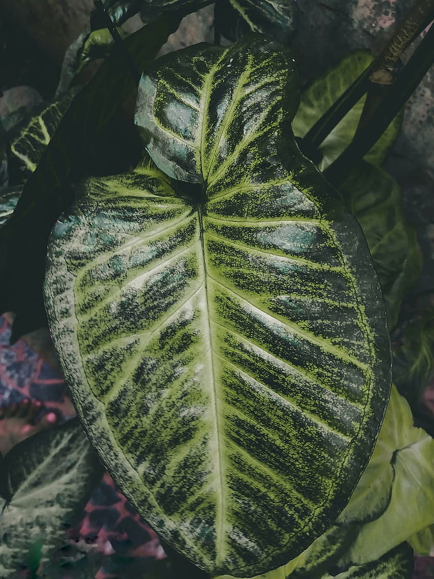 : green, anthurium hydrangea HD phone wallpaper