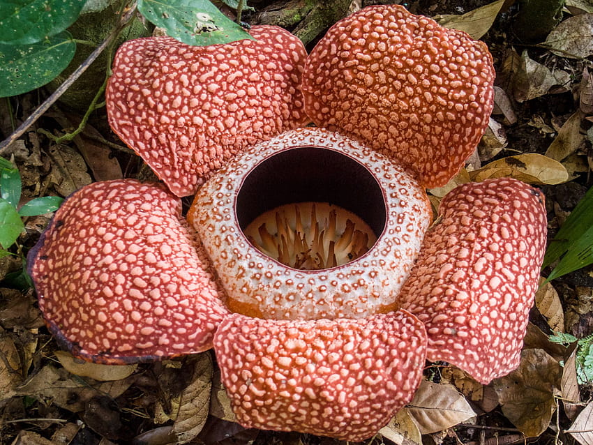 Rafflesia flower HD wallpapers | Pxfuel
