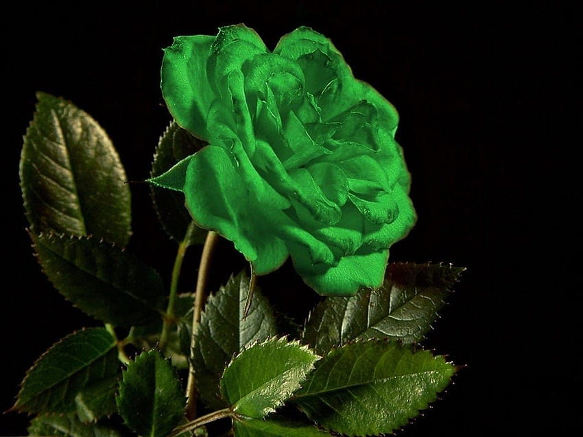 Flowers: GREEN ROSE VIVIANE Beautiful Leaf Roses Flower, beautiful green rose HD wallpaper