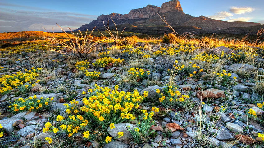 Guadalupe Ulusal Parkı Teksas Amerika Birleşik Devletleri İlkbaharda Kır Çiçekleri Yüksek Çözünürlüklü Bilgisayar ve Dizüstü Bilgisayar İçin Ultra: 13 HD duvar kağıdı