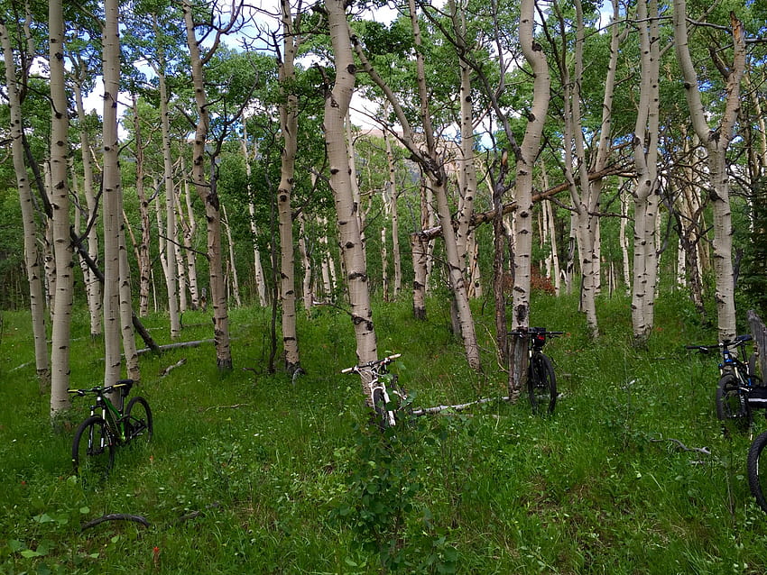 Trembling Aspen – stbarbebaker, quaking aspen trees leaves forest HD wallpaper
