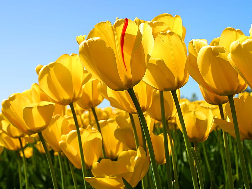 tulipani, finestre 7 fiori Sfondo HD