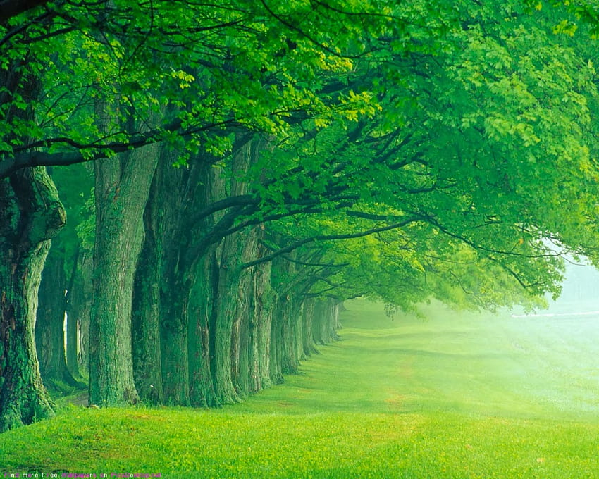 : Beautiful Forest Very Nice Stylish Trees HD wallpaper