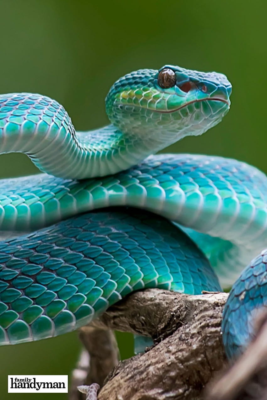 How to Avoid Snakes Slithering Up Your Toilet HD phone wallpaper | Pxfuel