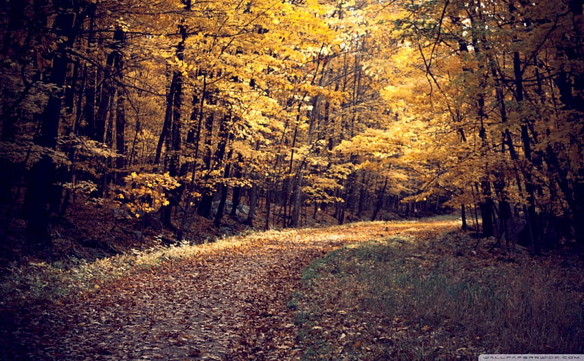 Autumn Forest, travel road forest autumn HD wallpaper
