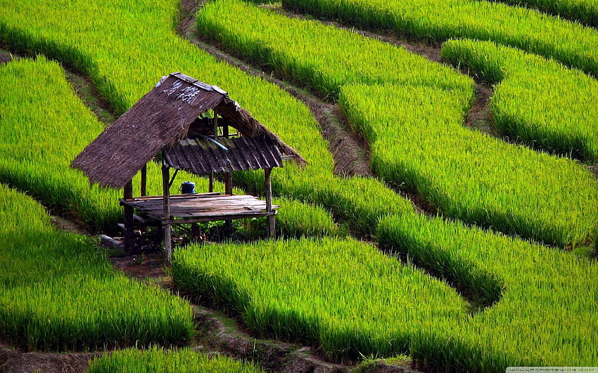 Reisfeldlandschaft ❤ für Ultra TV, Android Mobile Keralam HD-Hintergrundbild