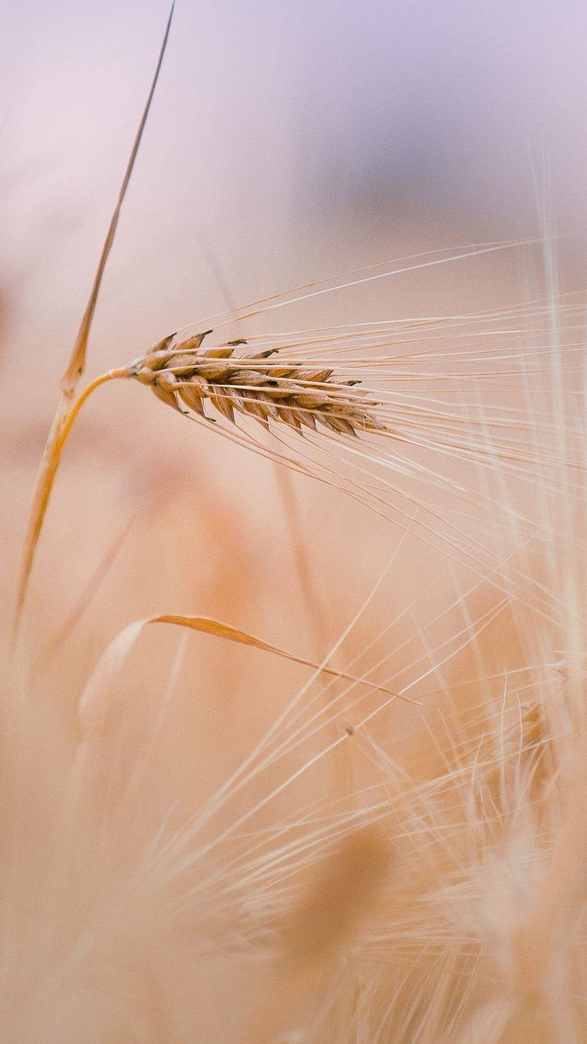 ↑↑TIPP UND HOL DIR DIE APP! Natur Weizen im Feld Gelbe Roggenohr, Blumenweizenfeld HD-Handy-Hintergrundbild
