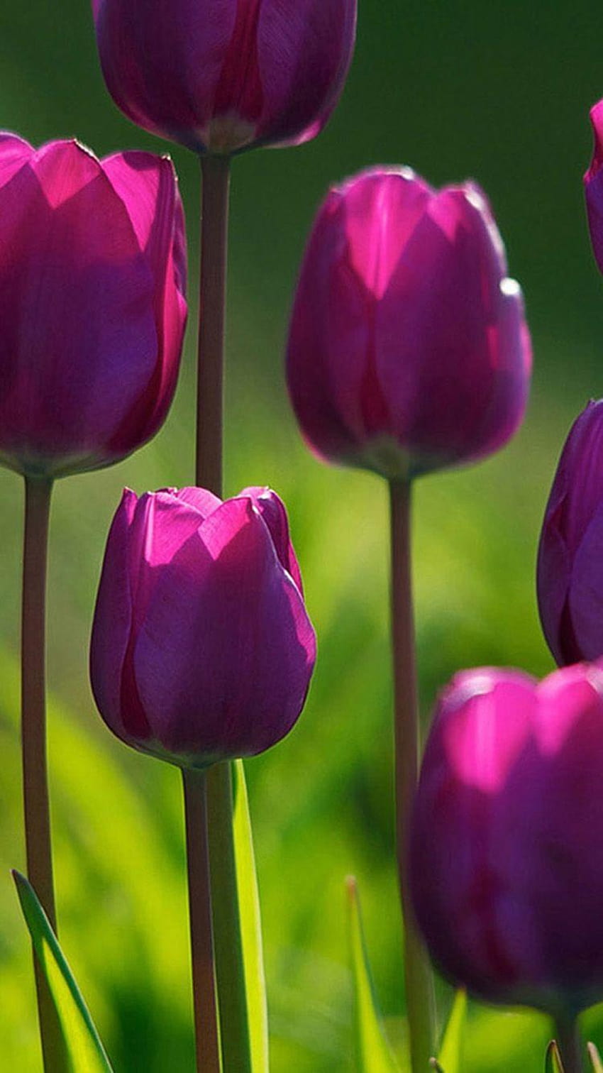 Bellissimi tulipani viola iPhone 6 Sfondo del telefono HD