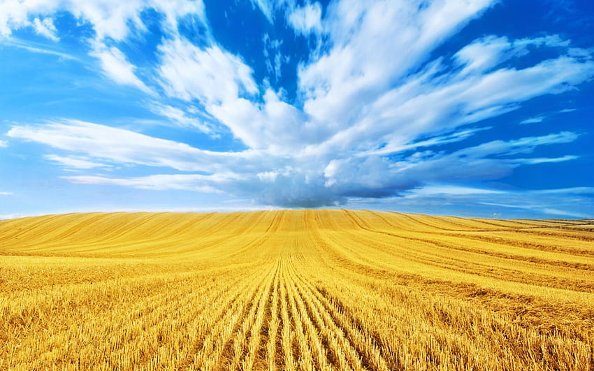 Golden Harvest Blue Clouds Fields Gold Wheat, fields of wheat HD wallpaper
