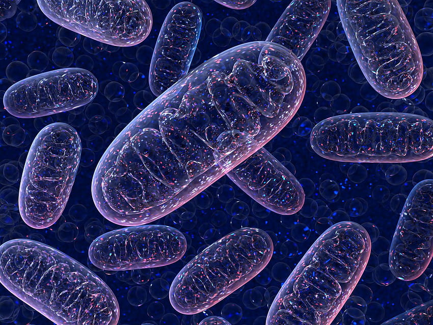Mitochondrial replacement therapy, a controversial fertility treatment, explained HD wallpaper