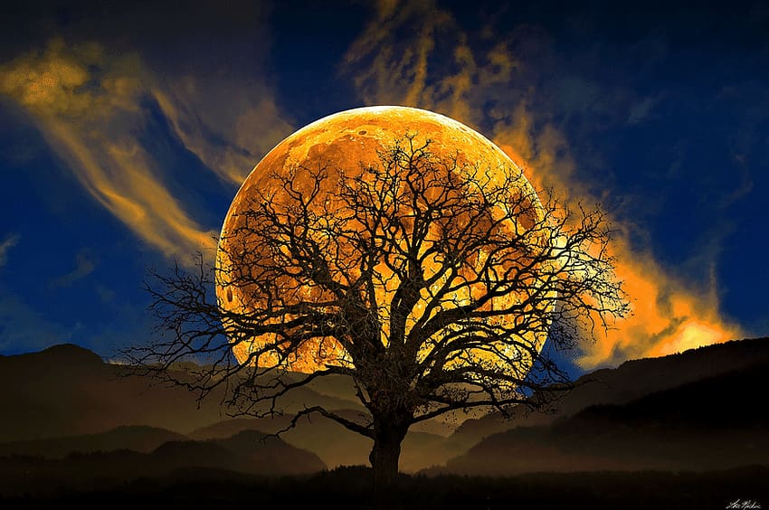 황금빛 달, 시든 나무 실루엣 HD 월페이퍼