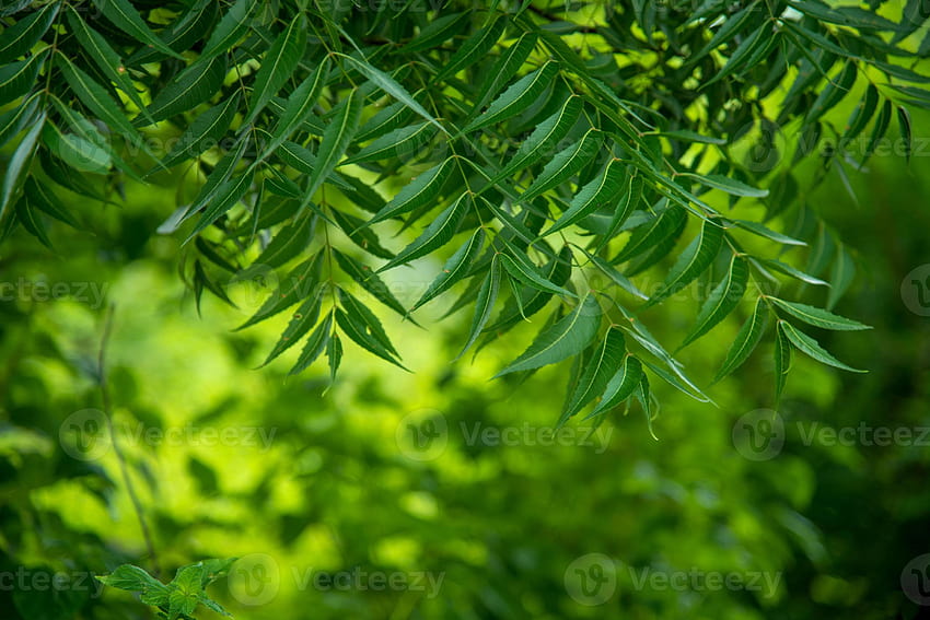 Azadirachta indica, neem tree HD wallpaper