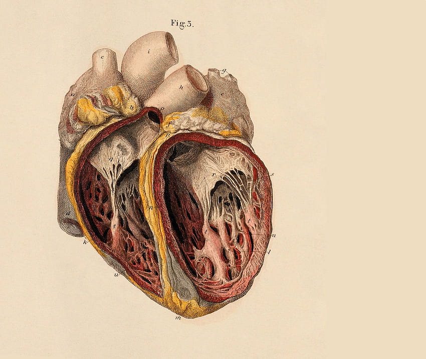 Художествена анатомия Анатомия Изкуство, сърце на човека HD тапет