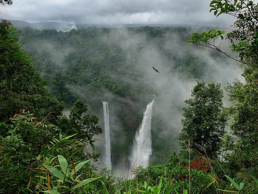 Amazon Rainforest, Brazil, amazon forest brazil HD wallpaper