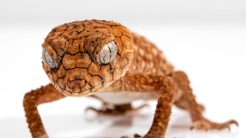 Gecko, Caledonian Crested Gecko, reptile, lizard, close HD wallpaper