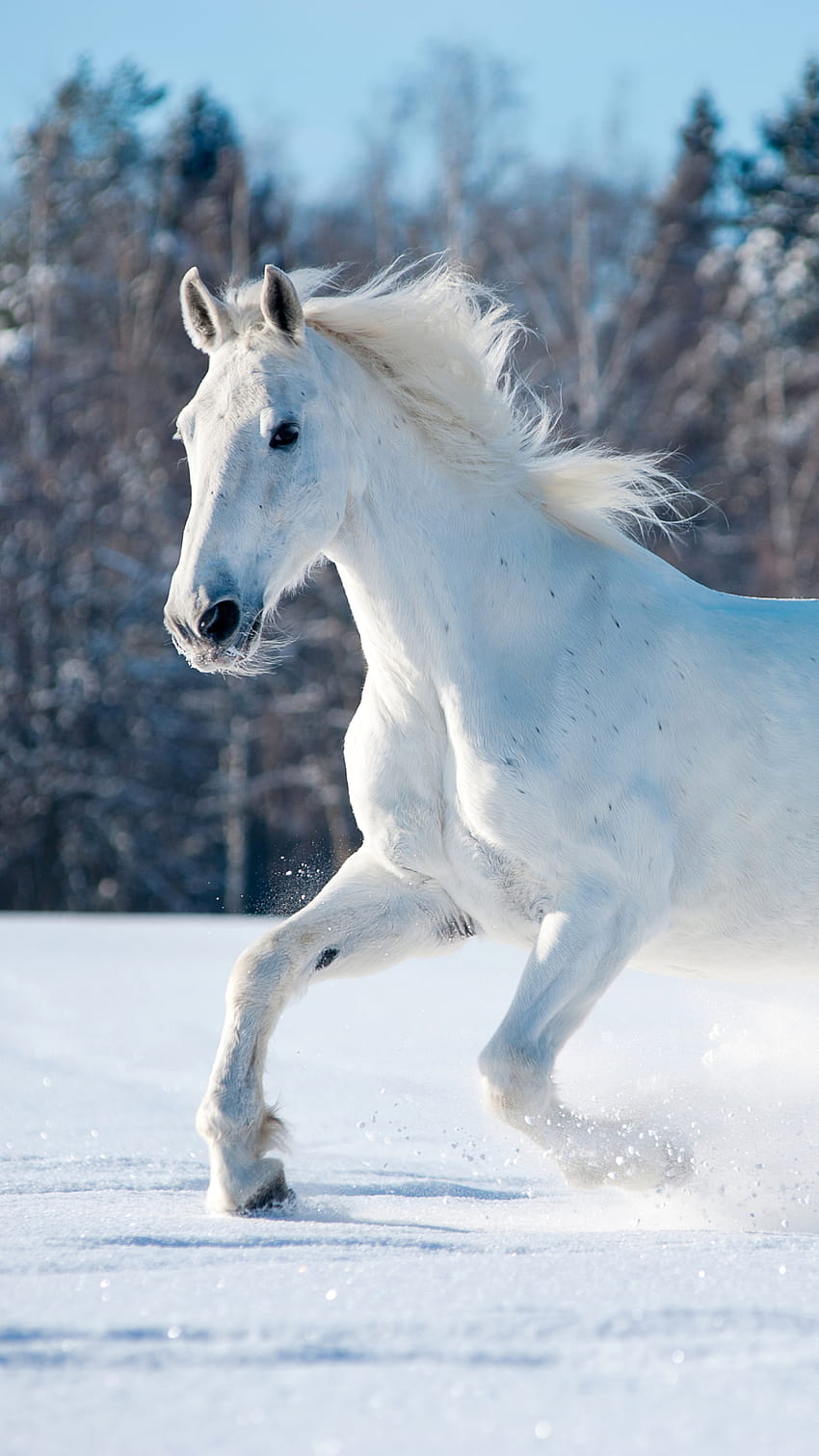 Un caballo blanco corriendo por la nieve, móvil de caballos corriendo fondo de pantalla del teléfono