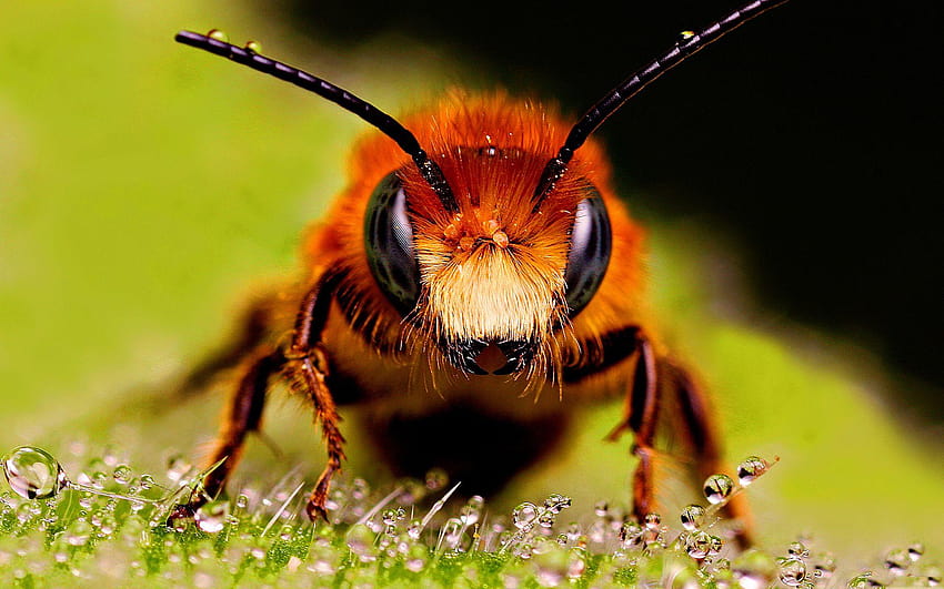 Neueste Biene Und, Honigbiene HD-Hintergrundbild