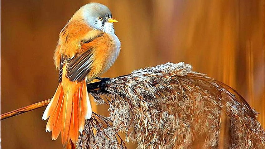Птица животно красиви диви крила екзотични птици, диви птици HD тапет