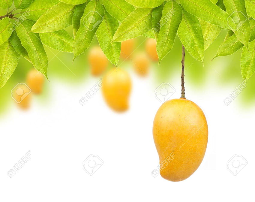 Mango Tree HD wallpaper