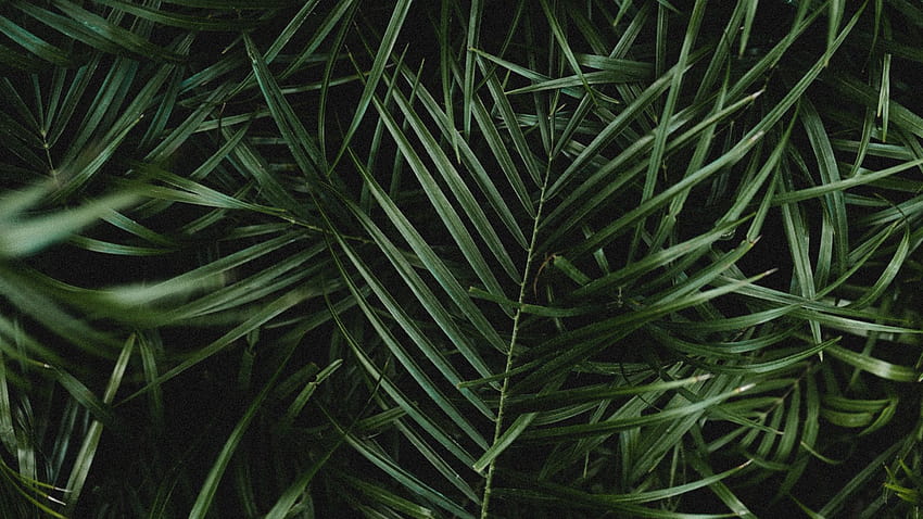 1920x1080 палма, листа, клони, растение, зелено, тъмно пълно, телевизия, е, фонове, зелени тропически листа HD тапет