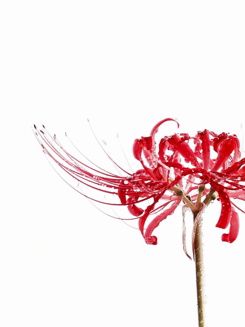 29 Spinnenlilien-Ideen, Higanbana-Ästhetik HD-Handy-Hintergrundbild