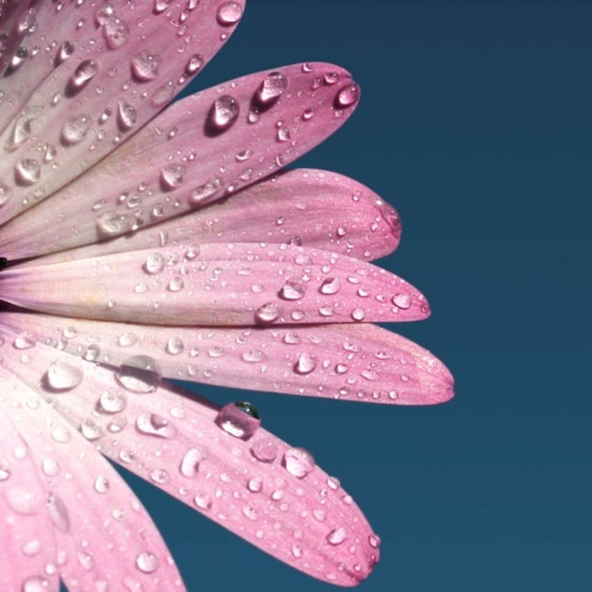 Fines de semana: entrega de flores para su iPad, floristería fondo de