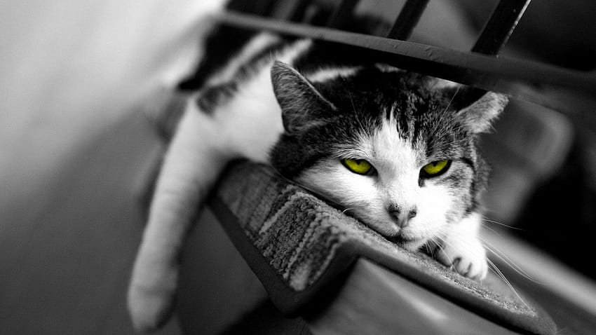 : animals, selective coloring, nose, whiskers, skin, eye, kitten, darkness, black and white, monochrome graphy, close up, cat like mammal, small to medium sized cats 1920x1080, animals black and white HD wallpaper