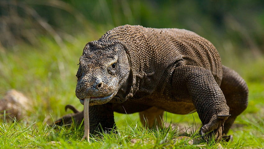 Komodo Dragon, Giant Lizard, Grass HD wallpaper