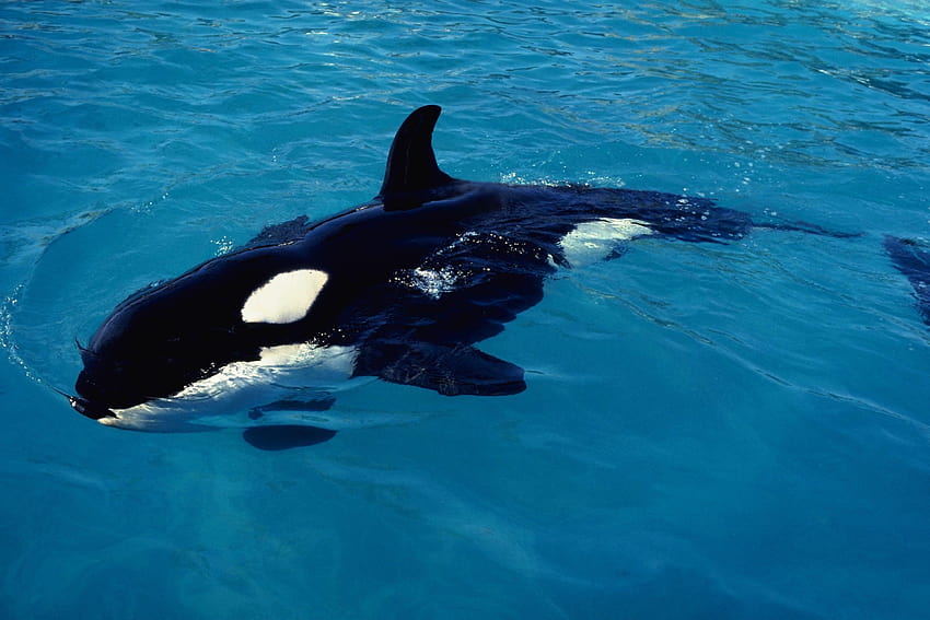 สัตว์น้ำ วาฬเพชฌฆาต orca 3072x2048 คุณสูง วอลล์เปเปอร์ HD