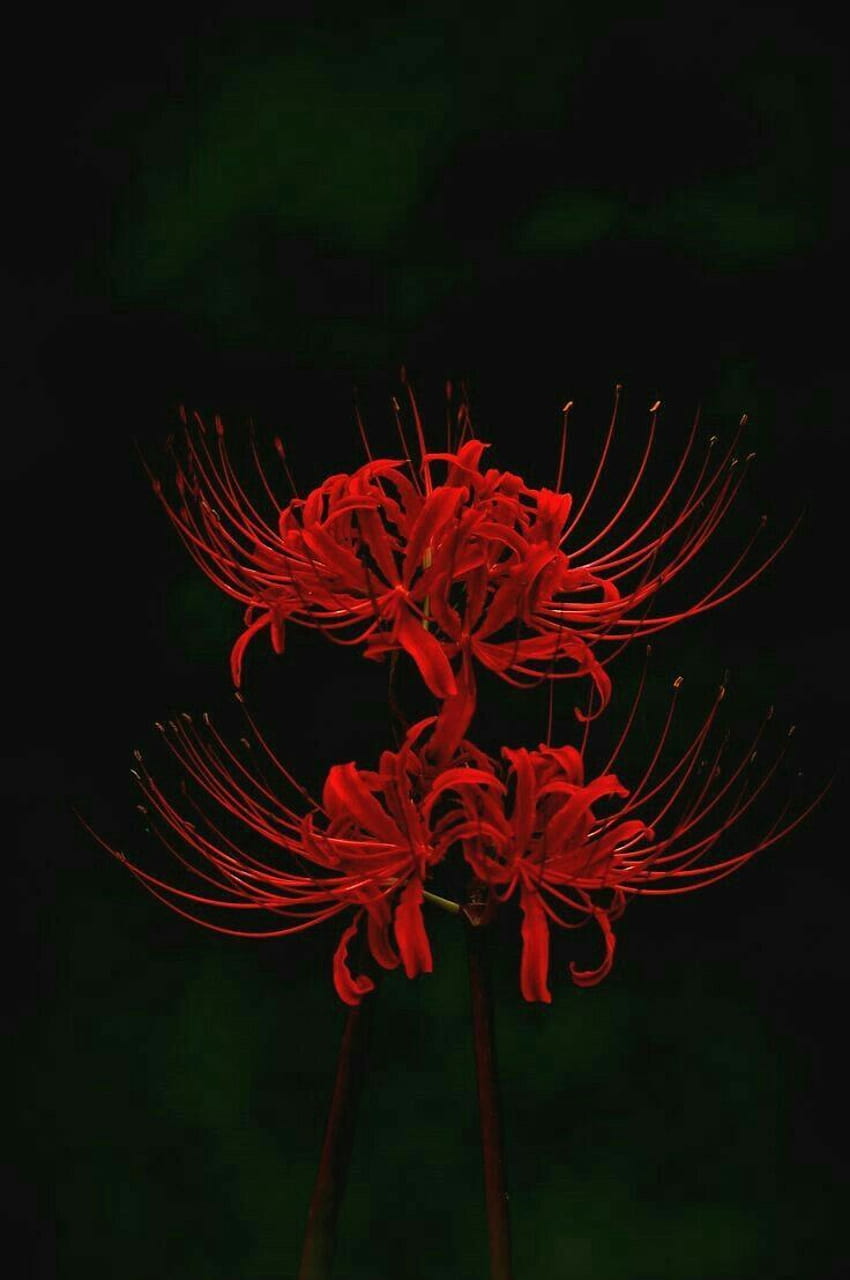 19 Rote Higanbana-Ideen, Higanbana-Ästhetik HD-Handy-Hintergrundbild