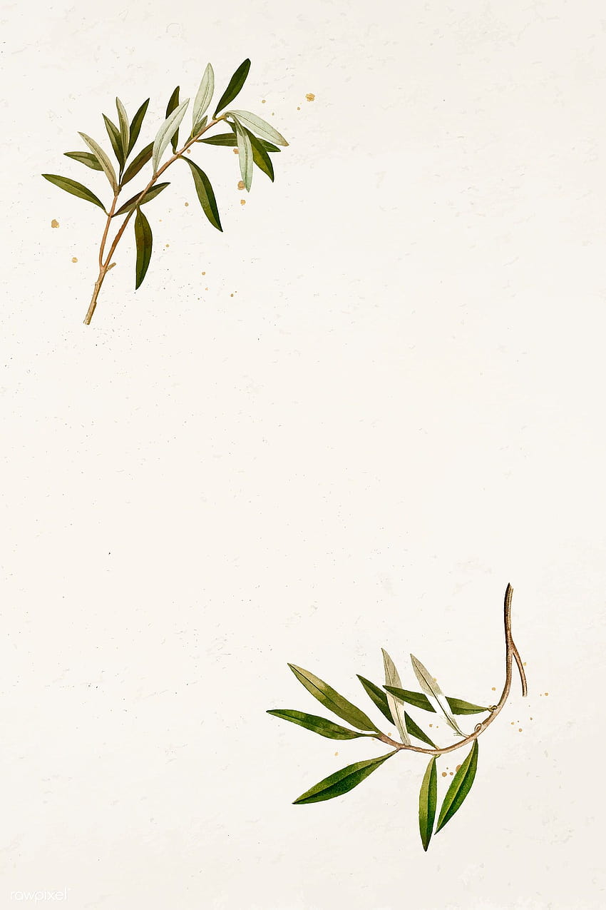 Olive branch HD wallpapers  Pxfuel