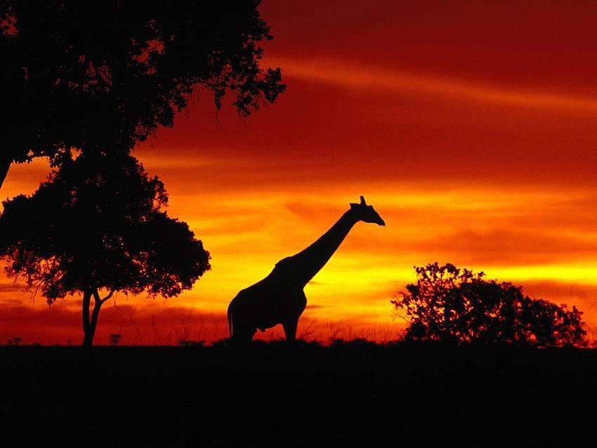 สัตว์สำหรับ > สัตว์แอฟริกัน Sunset วอลล์เปเปอร์ HD