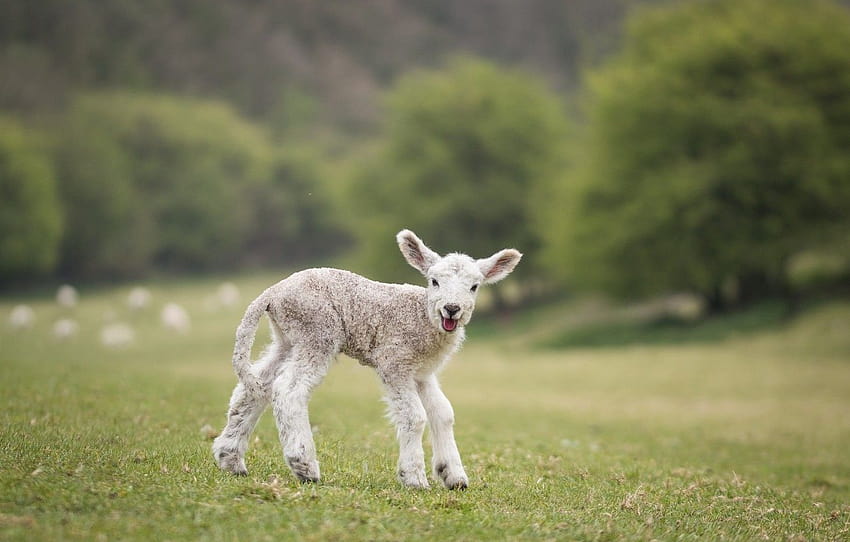 поле, бяло, природа, зелено, фон, бебе, сладко, агнешко, овца, овца, агнешко , раздел животные, бебе овце HD тапет