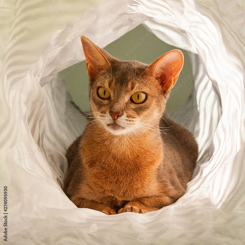 Abyssinian cat. Close up portrait of blue abyssinian female cat, sitting in white tunnel. Pretty cat on white background. Cute kitty, looking aside. Yellow eyes, big ears curious abyssinian cat. Stock, abyssinian egyptian mau mix HD phone wallpaper