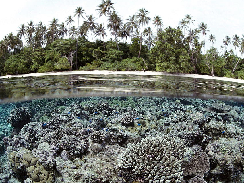 サンゴ、サンゴ礁、ソロモン、島々、海、空、新鮮な空気、サンゴ礁の島 高画質の壁紙
