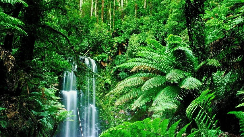 Tropical Rainforest, amazon forest HD wallpaper
