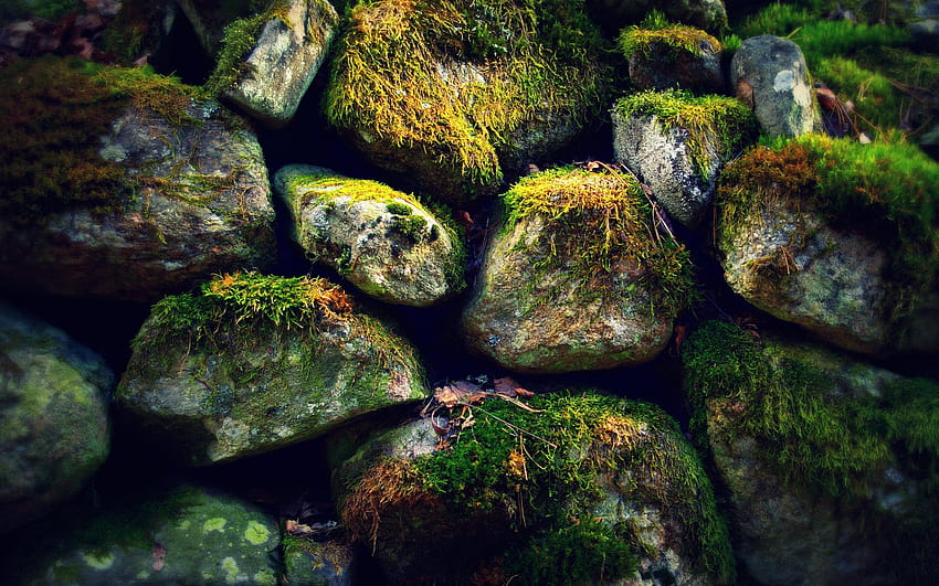 Grüne Algen auf Felsen 1 HD-Hintergrundbild